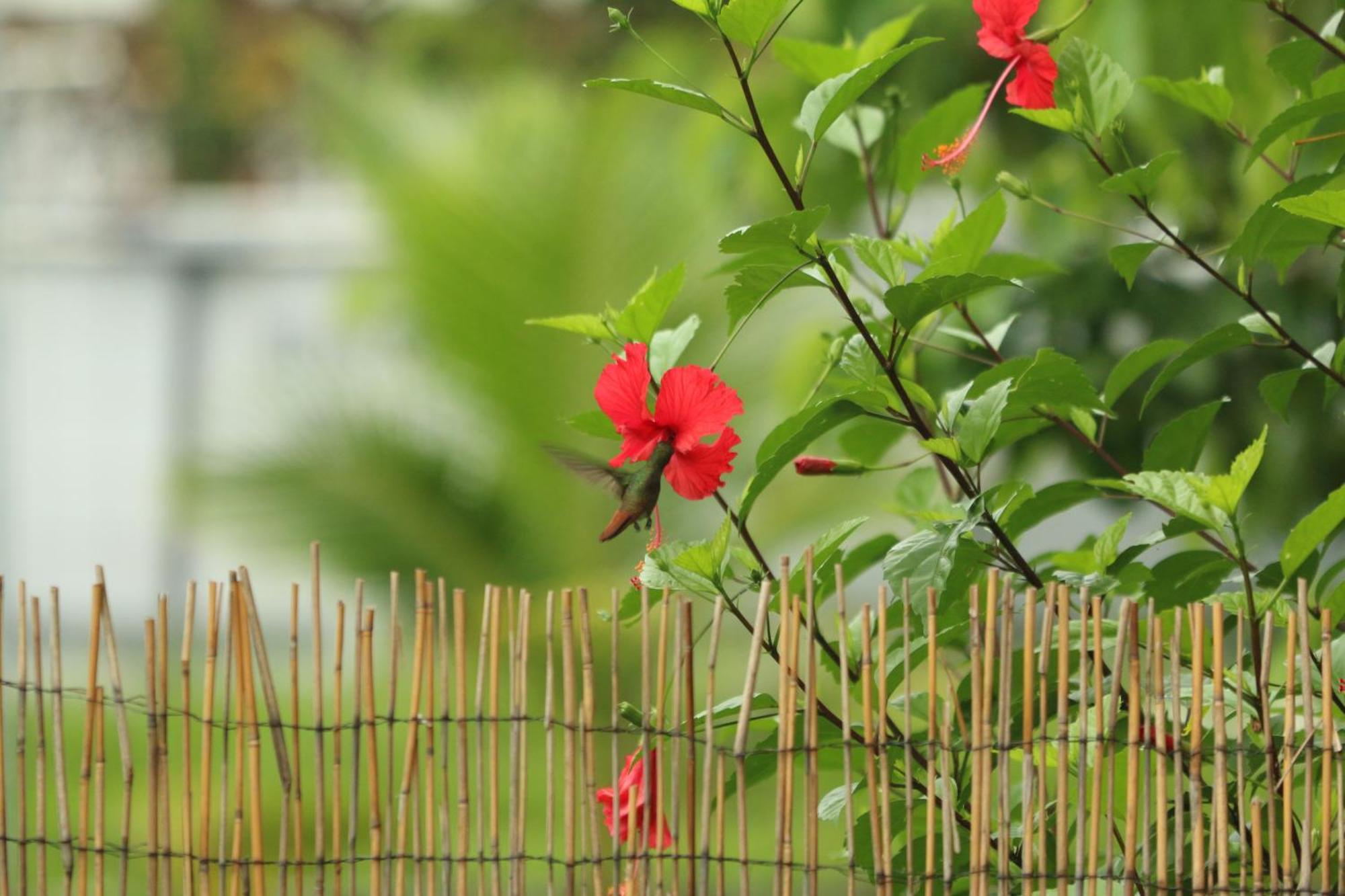 Casa Luce Bed & Breakfast Puerto Viejo de Talamanca ภายนอก รูปภาพ